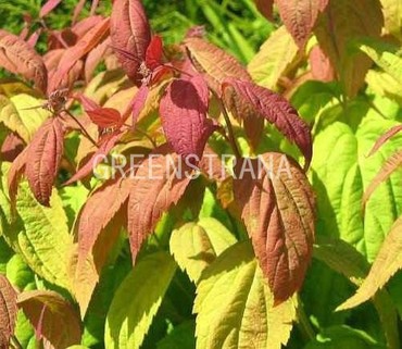 Спирея японская Макрофилла (Spiraea japonica 'Macrophylla')