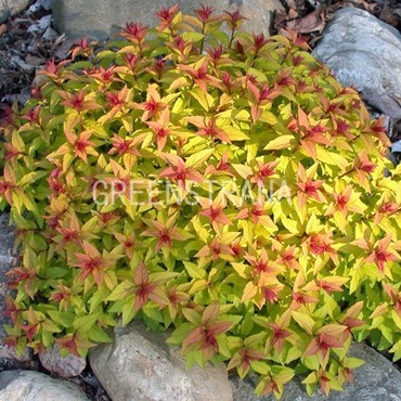 Спирея японская Мэджик Карпет (Spiraea japonica 'Magic Carpet')