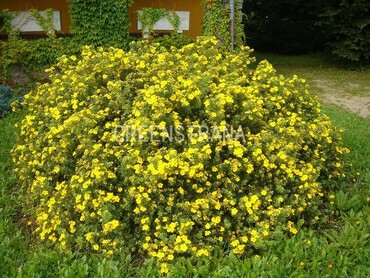 Лапчатка кустарниковая Голдфингер (Potentilla fruticosa 'Goldfinger')