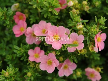 Лапчатка кустарниковая Принцесс (Potentilla fruticosa 'Princess')