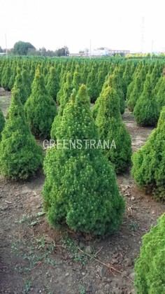 Ель канадская Коника (Picea glauca 'Conica')