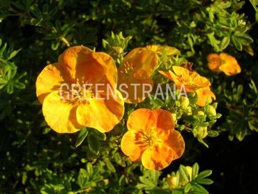 Лапчатка кустарниковая Танжерин (Potentilla fruticosa 'Tangerine')