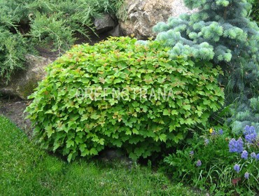 Калина обыкновенная Нанум (Viburnum opulus 'Nanum')