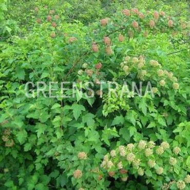 Пузыреплодник калинолистный Нана (Physocarpus opulifolius 'Nana')