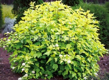 Пузыреплодник калинолистный Тильден Парк (Physocarpus opulifolius 'Tilden Park')