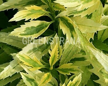 Форзиция темно-зеленая Цитрус Свизл (Forsythia viridissima 'Citrus Swizzle')