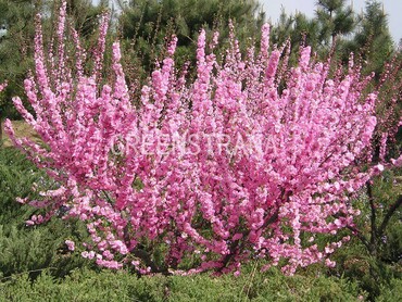 Миндаль трехлопастной (Prunus triloba)