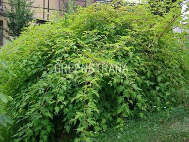 Стефанандра надрезаннолистная Криспа (Stephanandra incisa 'Crispa')