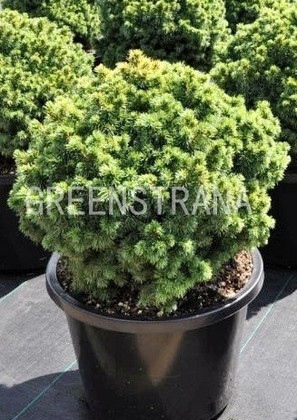 Ель канадская Альберта Глоб (Picea glauca 'Alberta Globe')