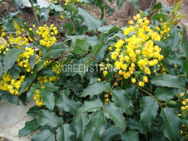 Магония падуболистная (Mahonia aquifolium)