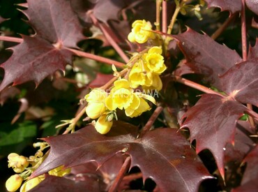 Магония падуболистная Аполло (Mahonia aquifolium 'Apollo')