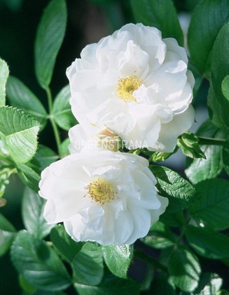 Роза морщинистая "Альба"