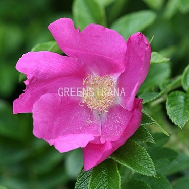Роза морщинистая Рубра (Rosa rugosa 'Rubra')