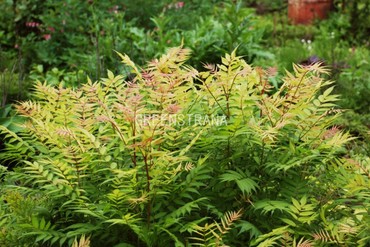 Рябинник рябинолистный (Sorbaria sorbifolia)