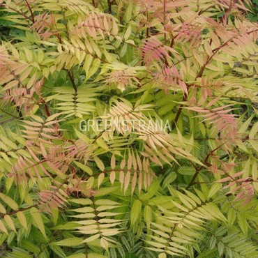 Рябинник рябинолистный Сэм (Sorbaria sorbifolia 'Sem')