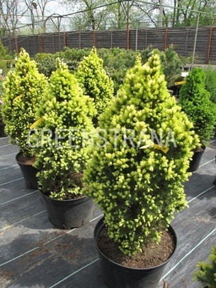 Ель канадская Дейзи Уайт (Picea glauca 'Daisy\'s White')