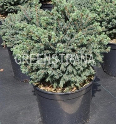 Ель канадская Эхиниформис (Picea glauca 'Echiniformis')