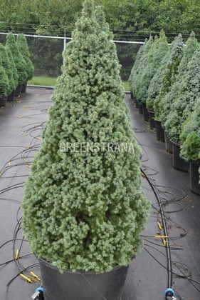 Ель канадская Сандерс Блю (Picea glauca 'Sander\'s Blue')