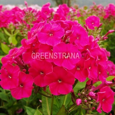 Флокс метельчатый Мисс Мэри (Phlox paniculata 'Miss Mary')