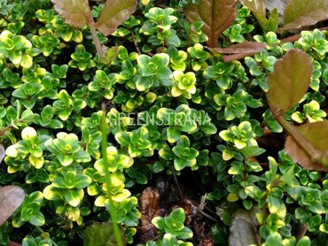 Тимьян лимонопахнущий (Thymus citriodorus)