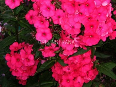 Флокс метельчатый Набат (Phlox paniculata 'Nabat')