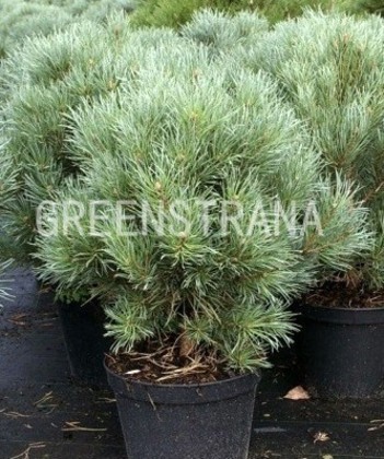 Сосна обыкновенная Ватерери (Pinus sylvestris 'Watereri')