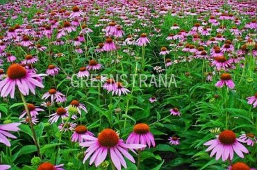 Эхинацея пурпурная Магнус (Echinacea purpurea 'Magnus')