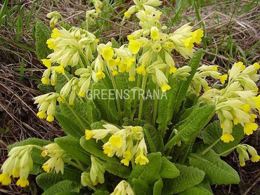 Примула весенняя (Primula veris)