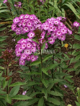 Флокс метельчатый Лаура (Phlox paniculata 'Laura')