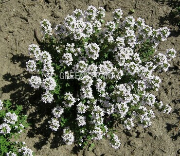 Тимьян обыкновенный (Thymus vulgaris)