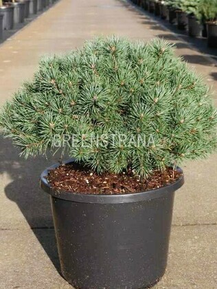 Сосна обыкновенная Мартам (Pinus sylvestris 'Martham')