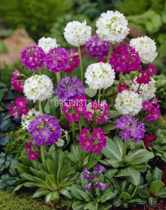 Примула мелкозубчатая (Primula denticulata)