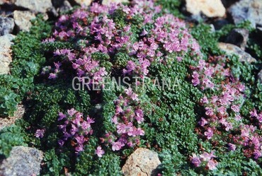 Тимьян ранний Минор (Thymus praecox 'Minor')