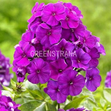 Флокс метельчатый Ники (Phlox paniculata 'Nicky')