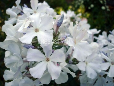 Флокс метельчатый Небеса (Phlox paniculata 'Nebesa')