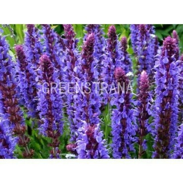 Шалфей дубравный Блаухюгель (Salvia nemorosa 'Blauhügel')