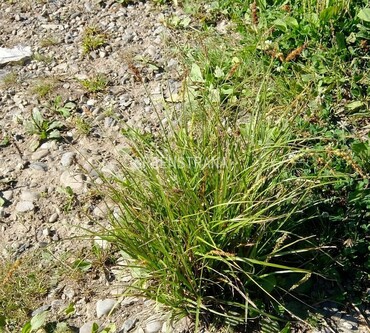 Осока гладконосая (Carex leiorhyncha)