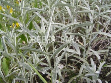 Полынь Людовика (Artemisia ludoviciana)