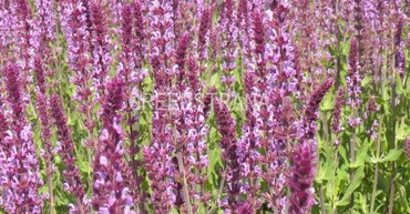 Шалфей дубравный Аметист (Salvia nemorosa 'Amethyst')