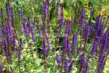 Шалфей дубравный Блау Кенигин (Salvia nemorosa 'Blau Königin')