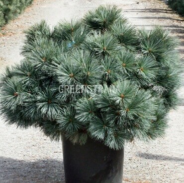 Сосна веймутова Макопин (Pinus strobus 'Macopin')