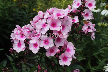 Флокс метельчатый Брайт Айз (Phlox paniculata 'Bright Eyes')