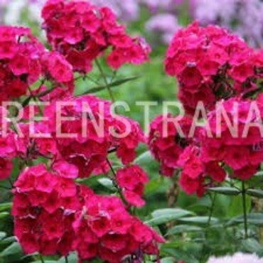 Флокс метельчатый Тенор (Phlox paniculata 'Tenor')