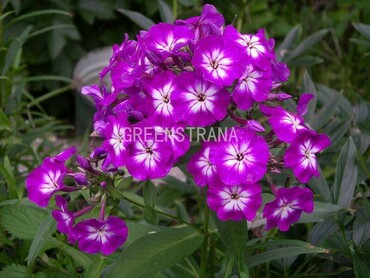 Флокс метельчатый Успех (Phlox paniculata 'Uspech')