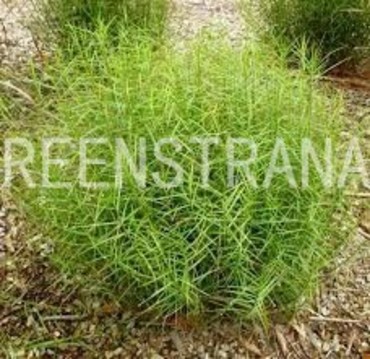 Осока пальмолистная (Carex muskingumensis)