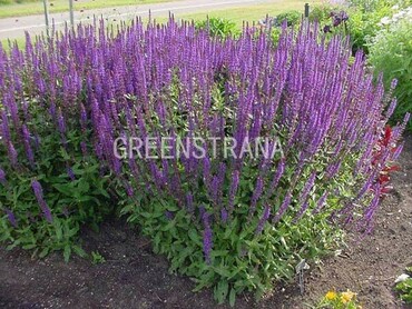 Шалфей дубравный Виола Клозе (Salvia nemorosa 'Viola Klose')