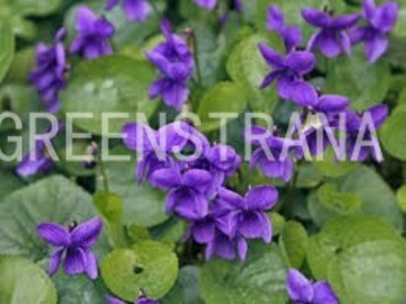 Фиалка душистая Кенигин Шарлотт (Viola odorata 'Königin Charlotte')