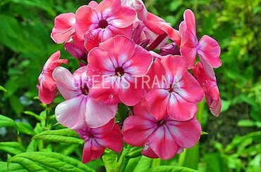 Флокс столонный Пурпуреа (Phlox stolonifera 'Purpurea')