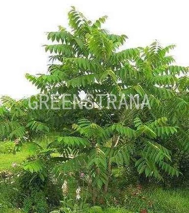 Орех маньчжурский (Juglans mandshurica)