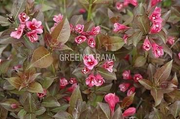 Вейгела цветущая Танго (Weigela florida 'Tango')